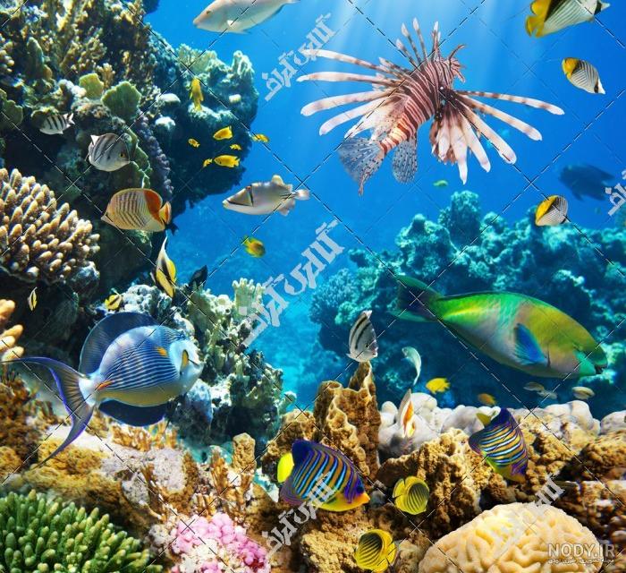 عکس داخل دریا واقعی