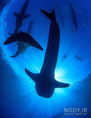 عکس خفن عکس داخل دریا واقعی