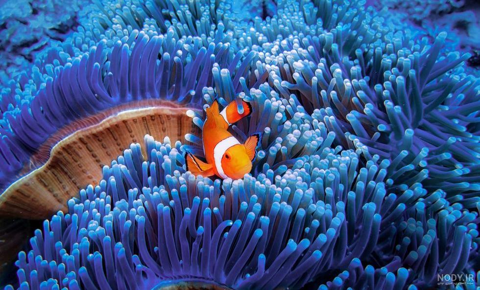 عکس خفن عکس داخل دریا واقعی