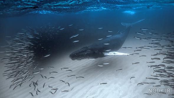 عکس موج دریا واقعی