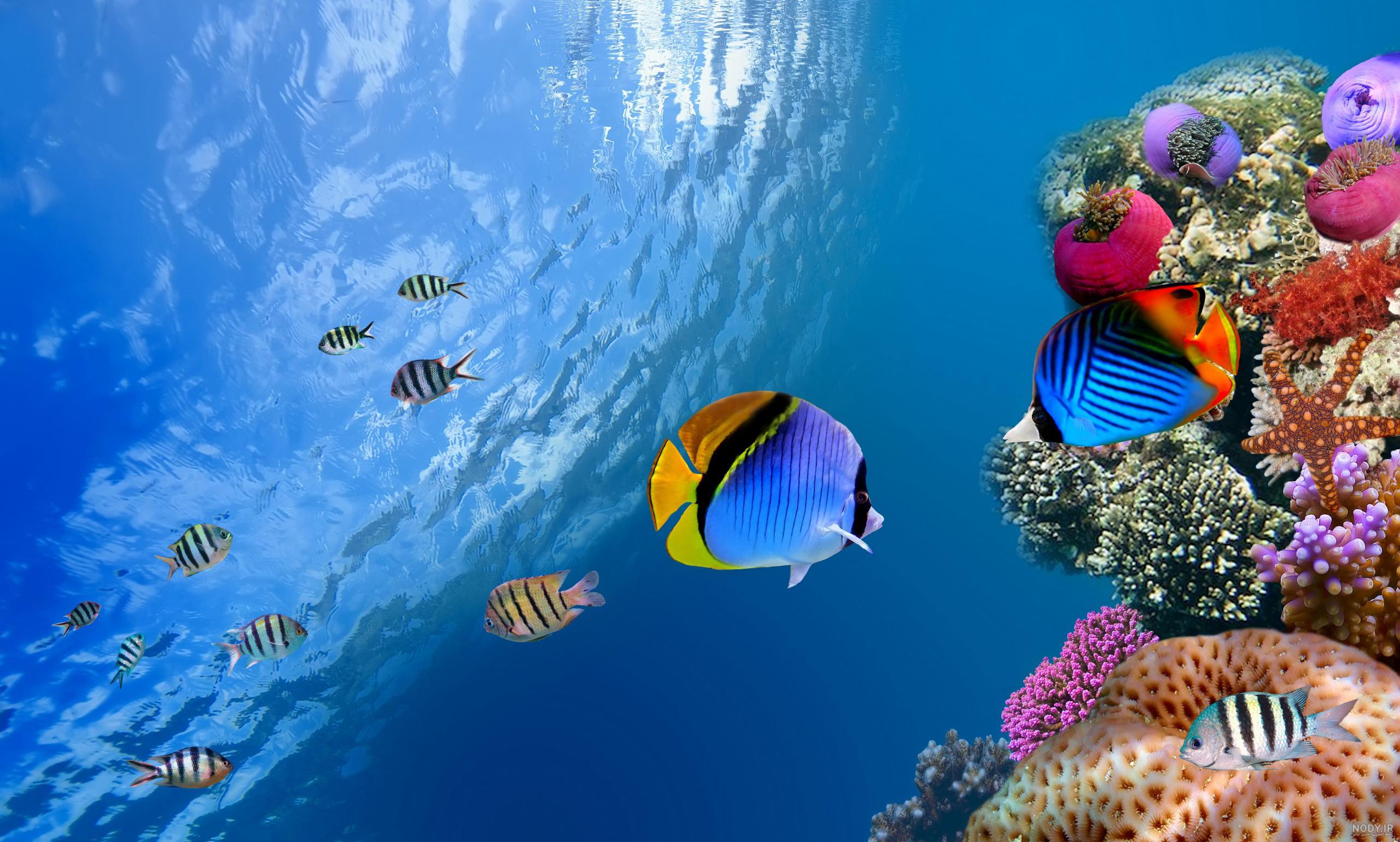 عکس دریا واقعی