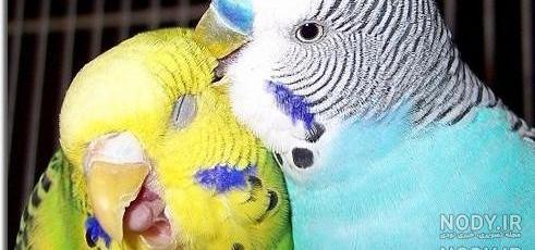 عکس طوطی ابی و زرد عکس طوطی ابی و زرد