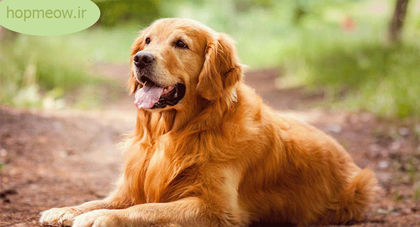 عکس سگ گلدن رتریور سفید