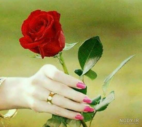 عکس پروفایل شاخه گل رز عکس پروفایل شاخه گل رز