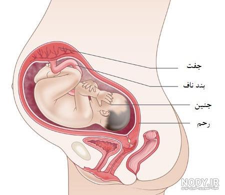 عکس داخل شکم زن باردار