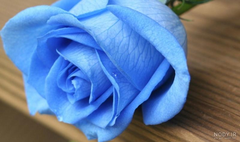 عکس گل آبی زیبا عکس گل آبی زیبا