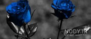 عکس گل رز آبی فیروزه ای