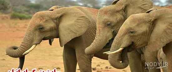 عکسهای فیلم خواب لیلا عکسهای فیلم خواب لیلا