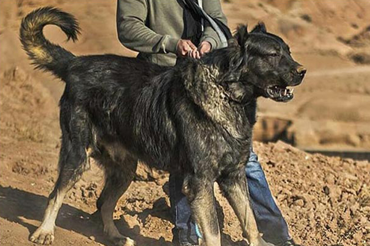 جنگ سگ سرابی سیاه با گرگ
