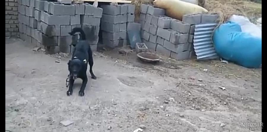 جنگ سگ سرابی سیاه و سفید