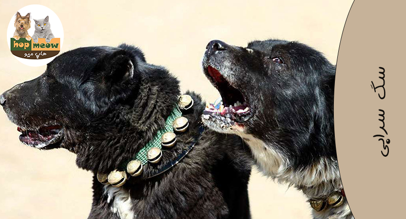 سگ سرابی سیاه جنگی ایرانی