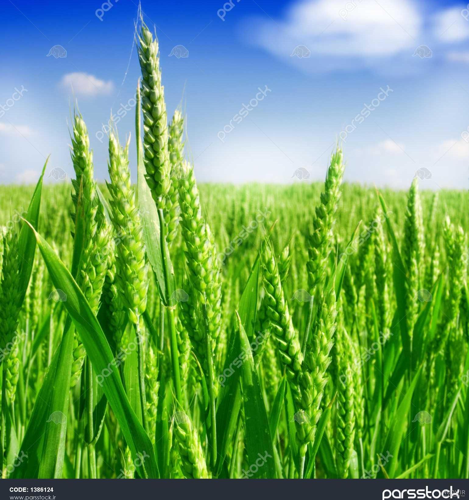 عکس گندم زار سبز عکس گندم زار سبز