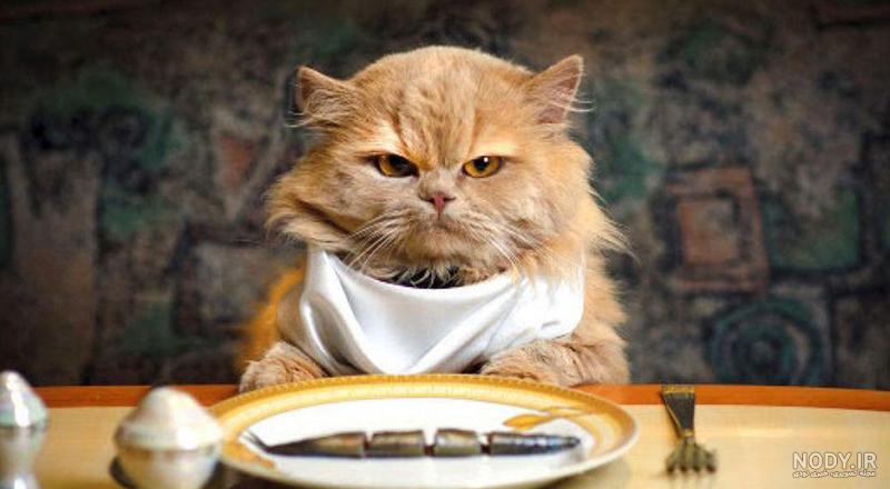عکس ظرف غذای گربه ها