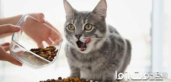 عکس غذای گربه ها