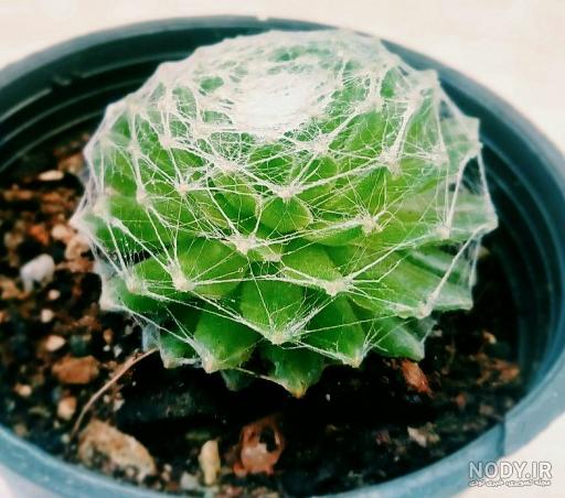 عکس کاکتوس عنکبوتی عکس کاکتوس عنکبوتی