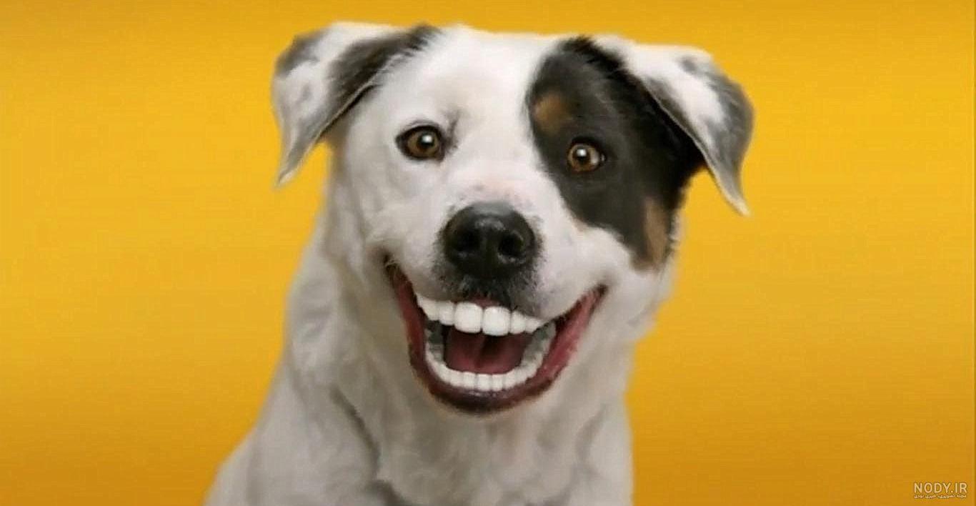 عکس صورت سگی عکس صورت سگی