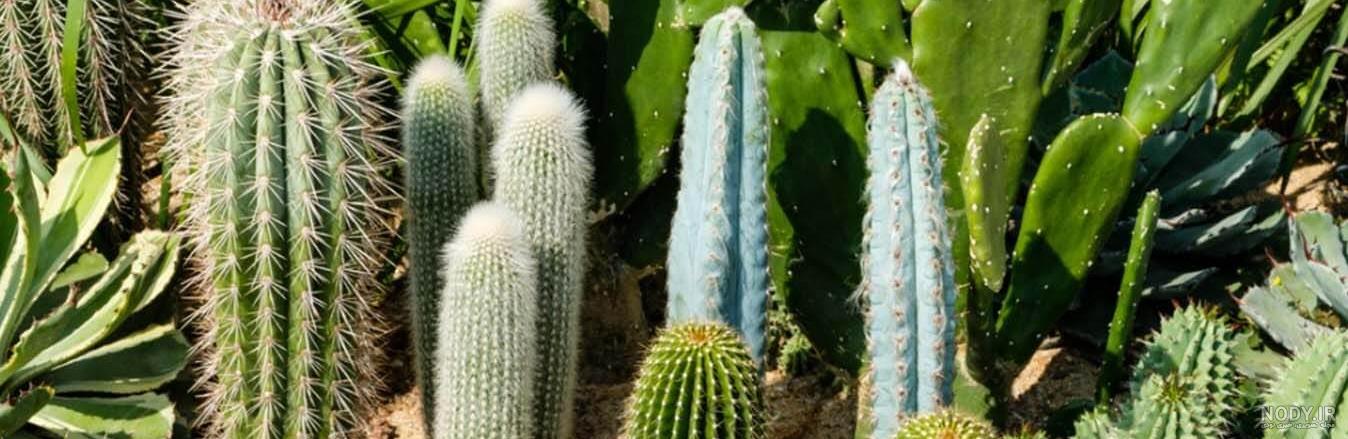 نگهداری کاکتوس بدون تیغ نگهداری کاکتوس بدون تیغ