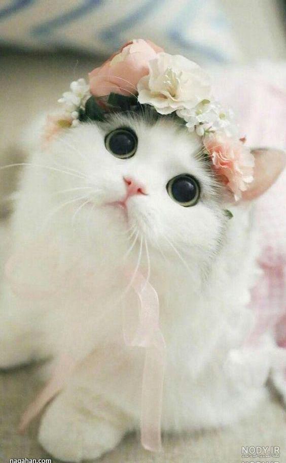 عکس گربه خانگی زیبا