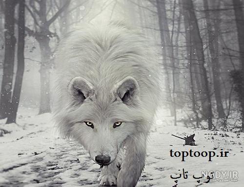 دانلود عکس گرگ سفید دانلود عکس گرگ سفید