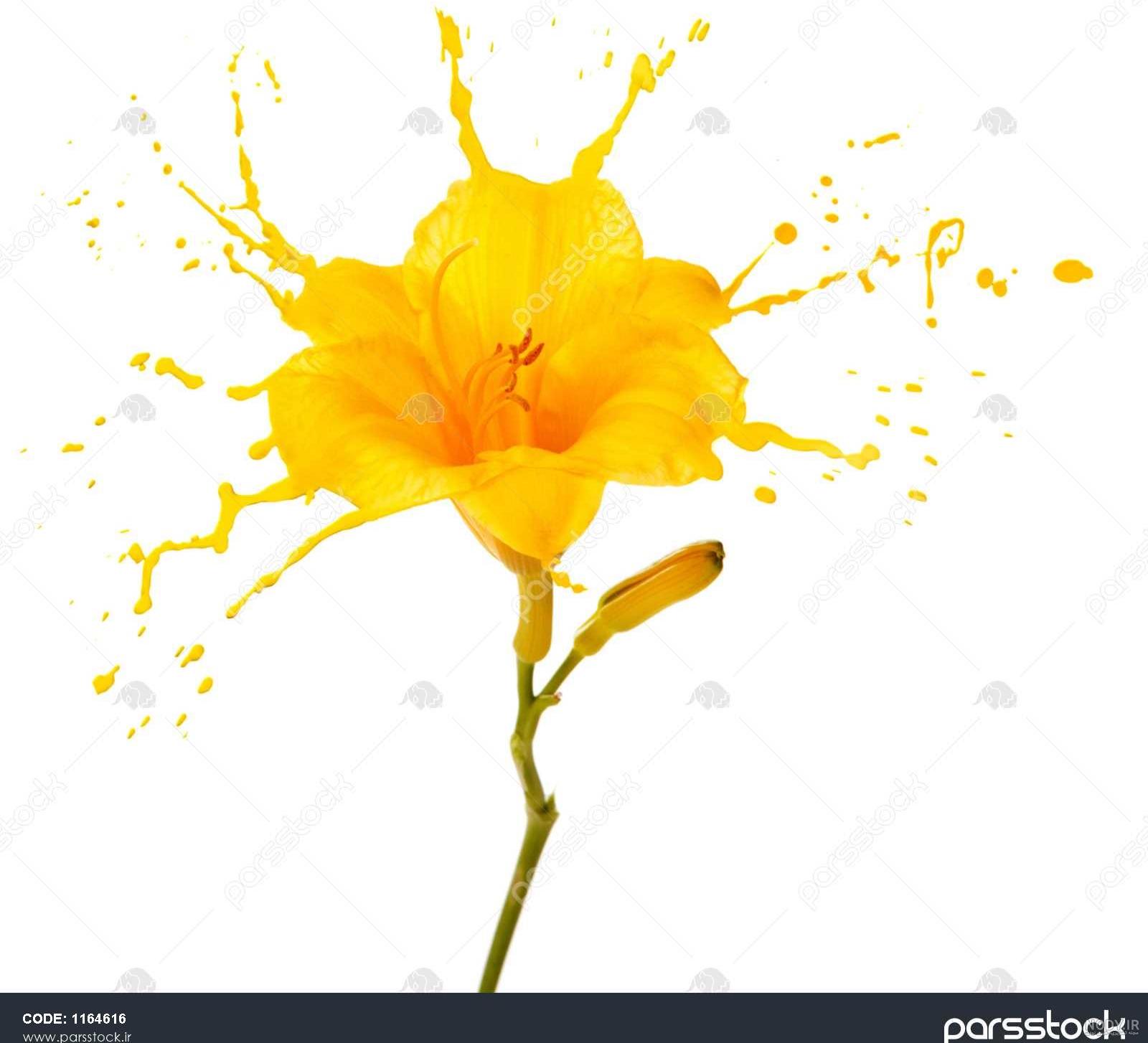 عکس عروس هلندی سفید و زرد