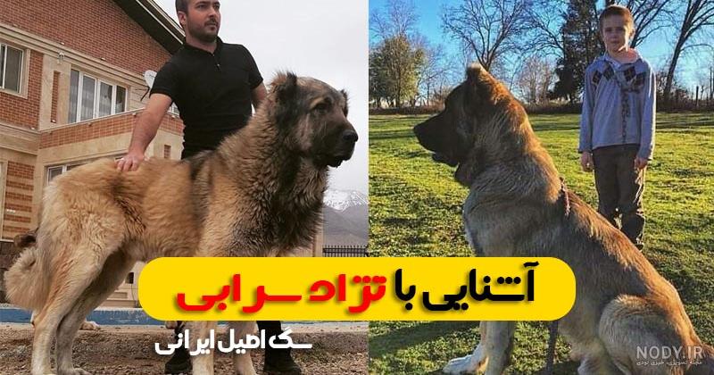 عکس توله سگ سرابی فروشی عکس توله سگ سرابی فروشی
