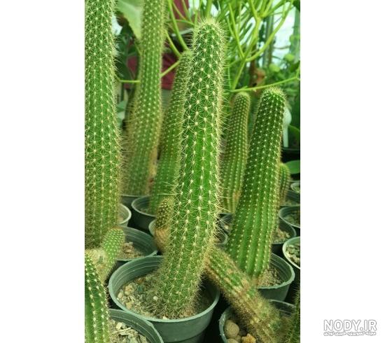 عکس کاکتوس اچینو سرئوس