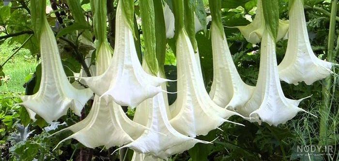 نقاشی زامبی ساده