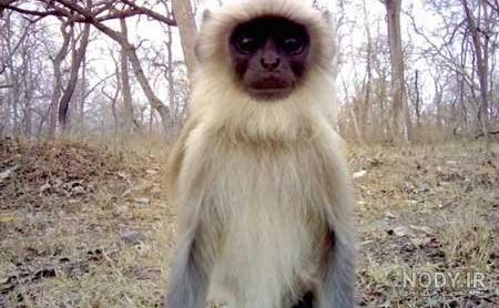 chimpanzee شامپانزه