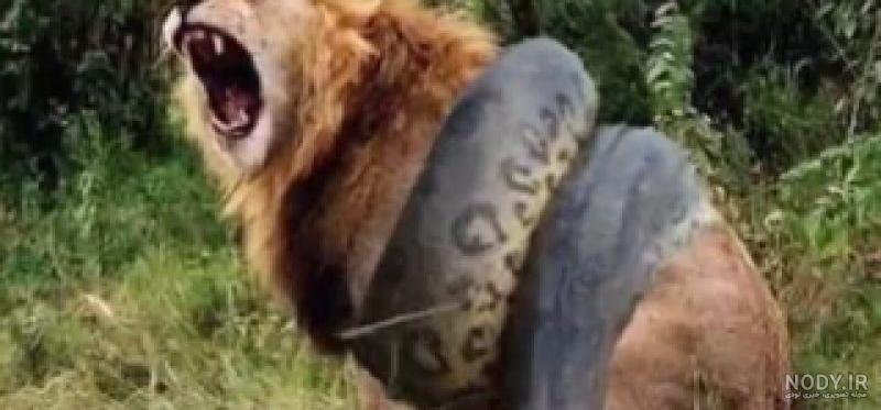 بالدار