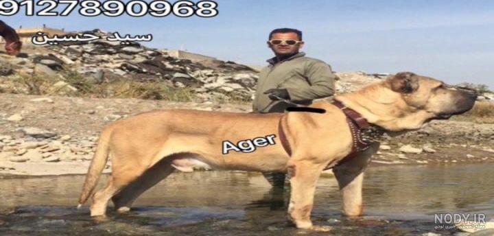 سگ دوبرمن