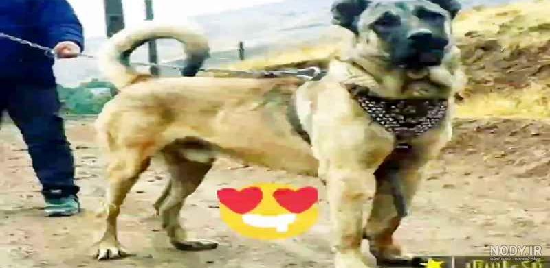 سگ سرابی رضا قمی