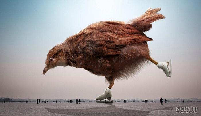 عکس دختر کفشدوزکی و گربه ی سیاه فانتزی