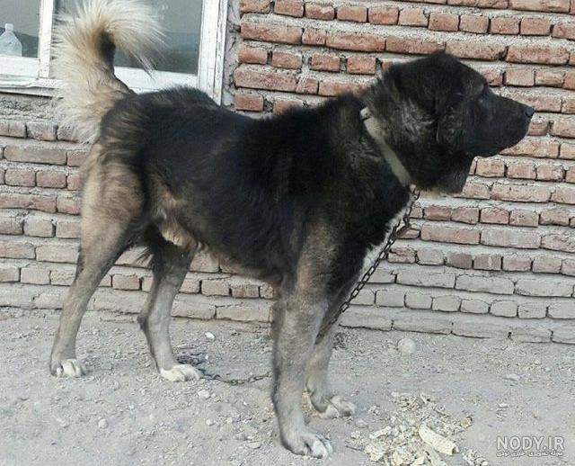 عکس سگ سرابی اصیل ایرانی جدید