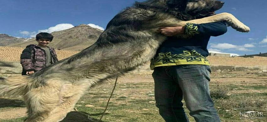 عکس سگهای سرابی اصیل ایرانی