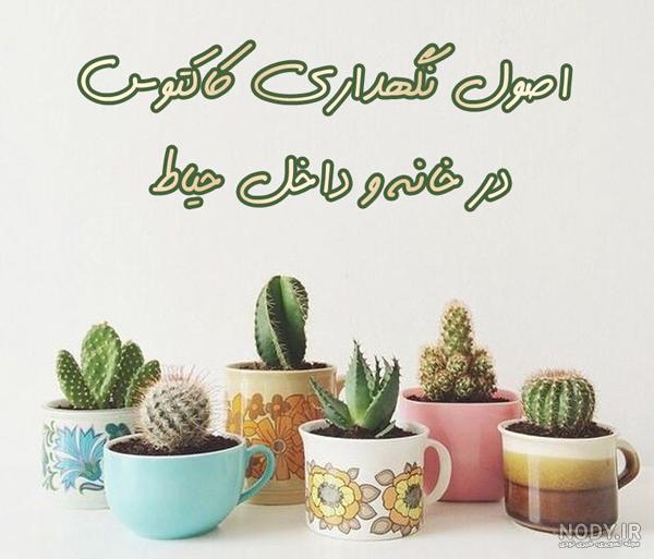 عکس کاکتوس های کوچک عکس کاکتوس های کوچک