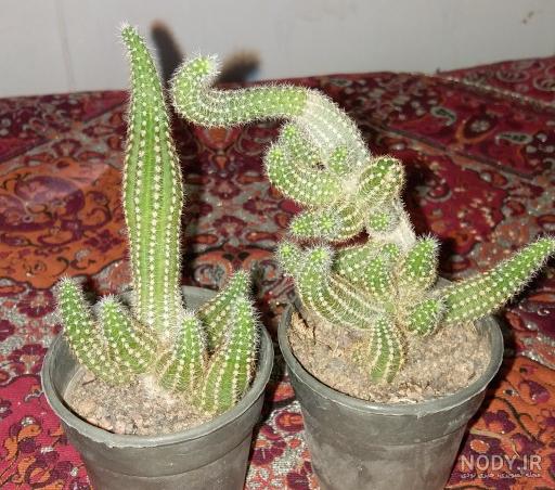 عکس کاکتوس گل دار عکس کاکتوس گل دار