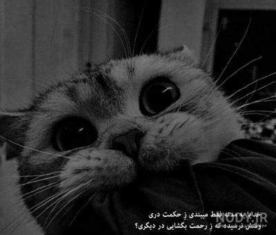 عکس گربه غمگین سیاه سفید عکس گربه غمگین سیاه سفید