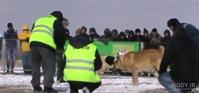 هاسکی قوی ترین سگ دنیا