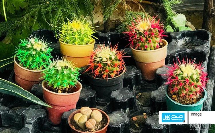 انواع کاکتوس گلدار