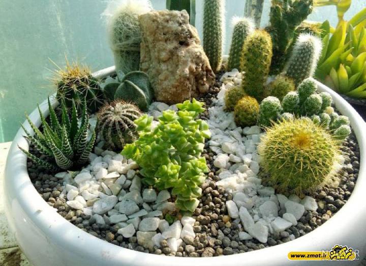 عکس کاکتوس رنگی برای پروفایل