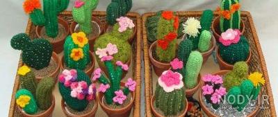 عکس کاکتوس رنگی کوچک