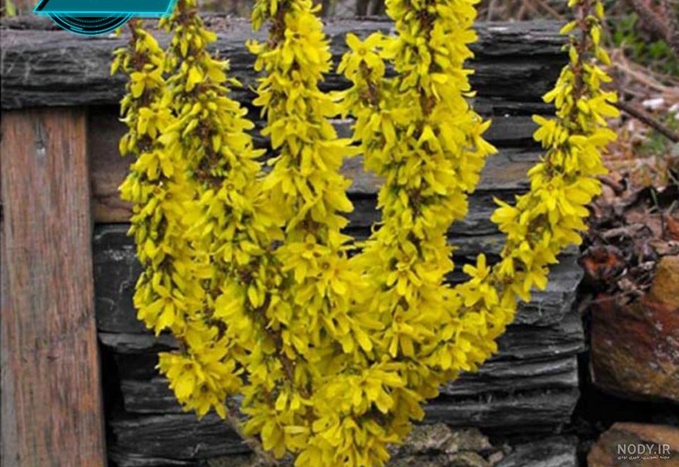 عکس گل یاس وحشی عکس گل یاس وحشی