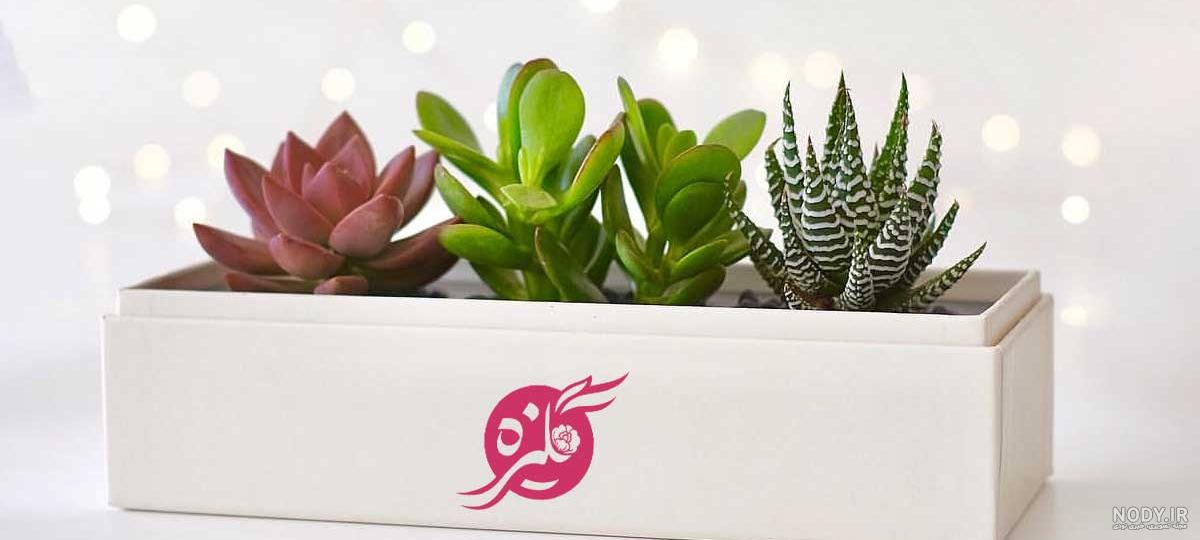 کاکتوس رنگی جدید