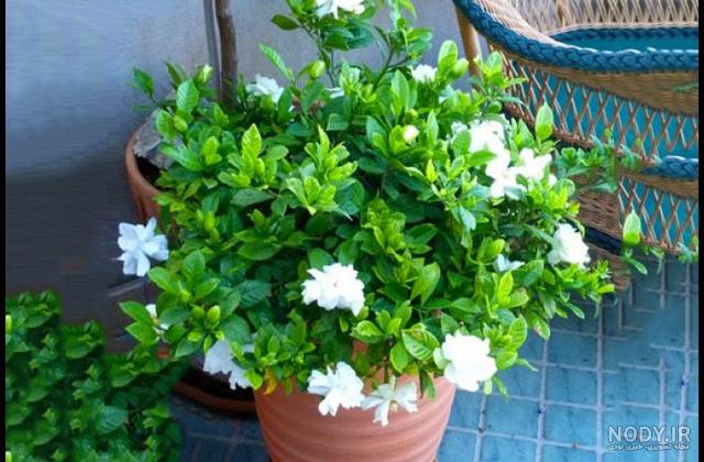 دانلود عکس گل یاس سفید دانلود عکس گل یاس سفید