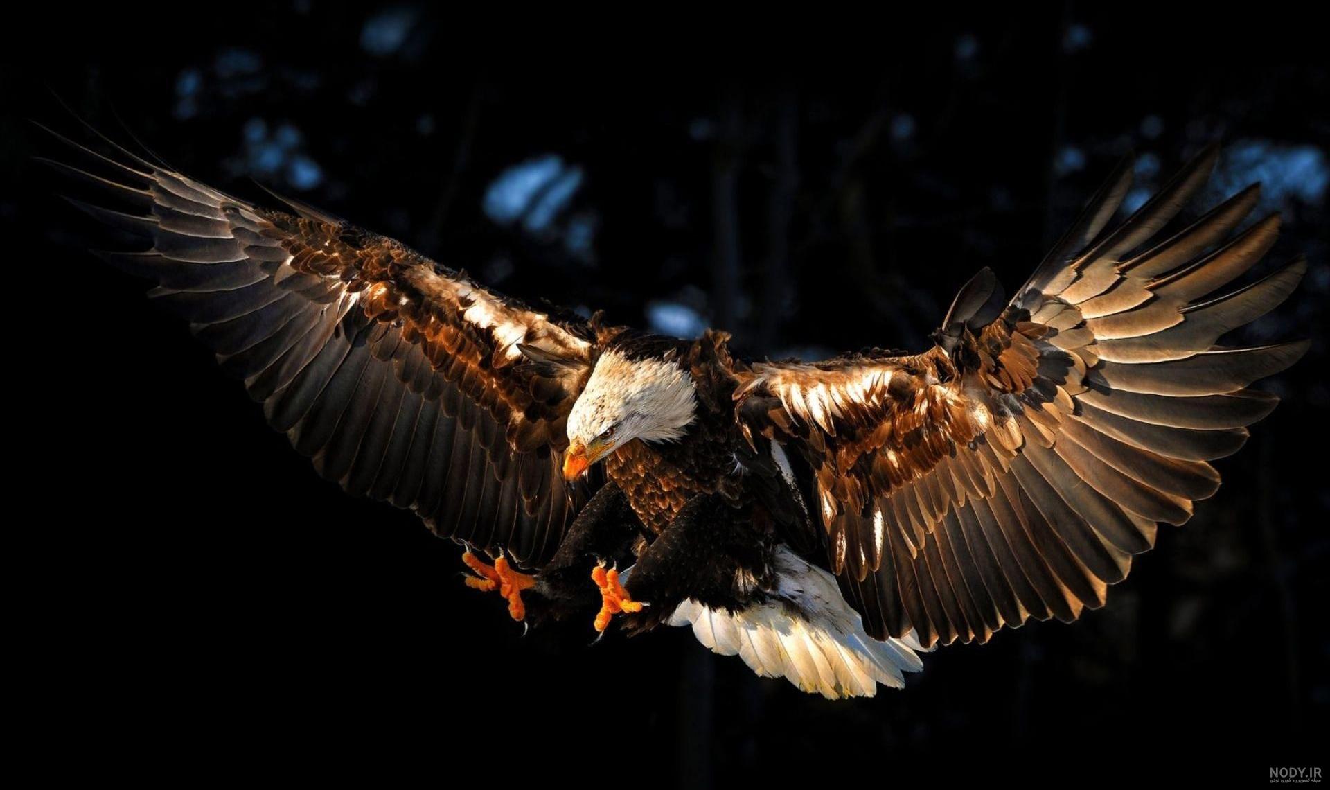 عکس عقاب سفید در حال پرواز