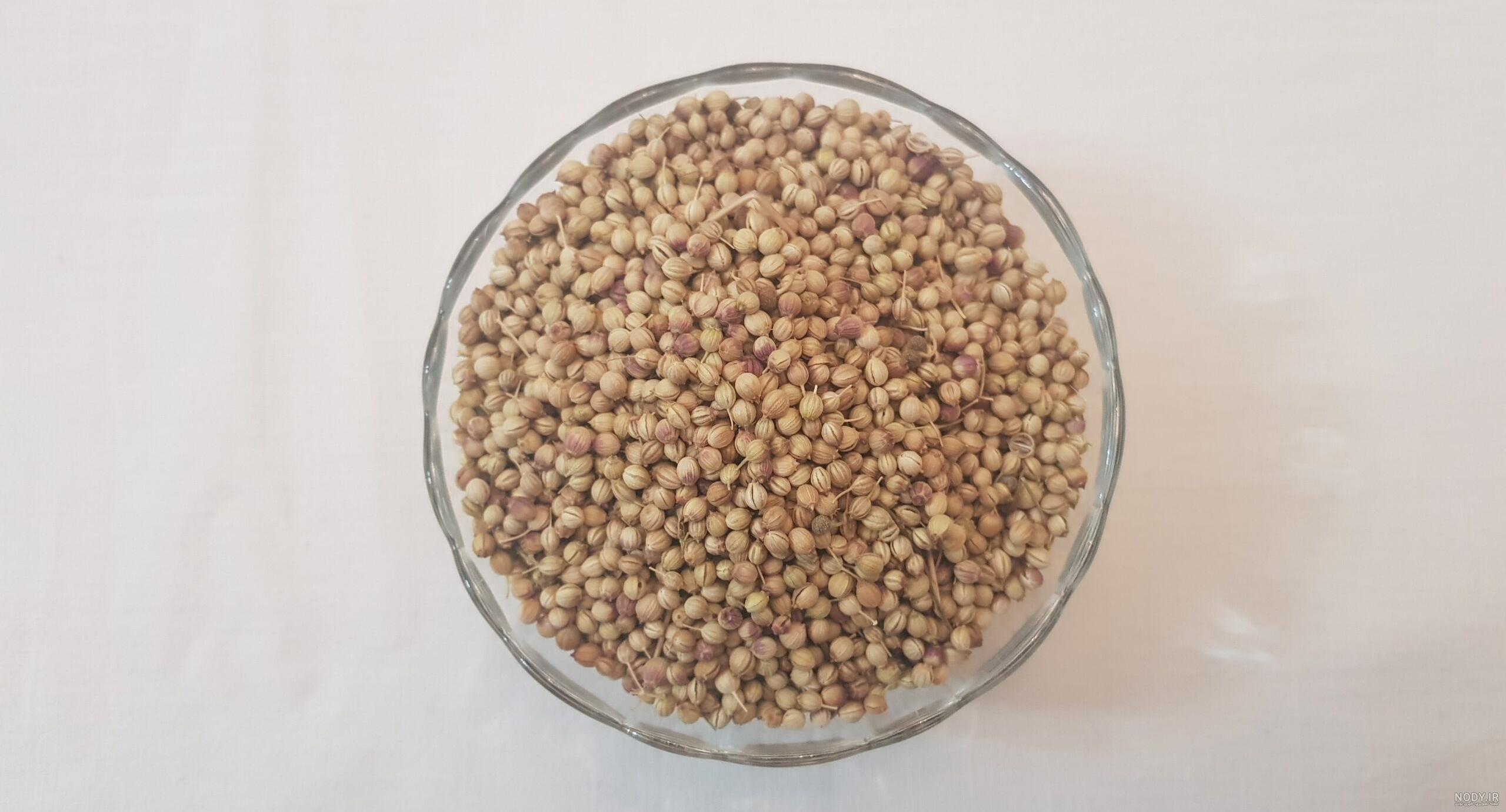 عکس گشنیز پاسور