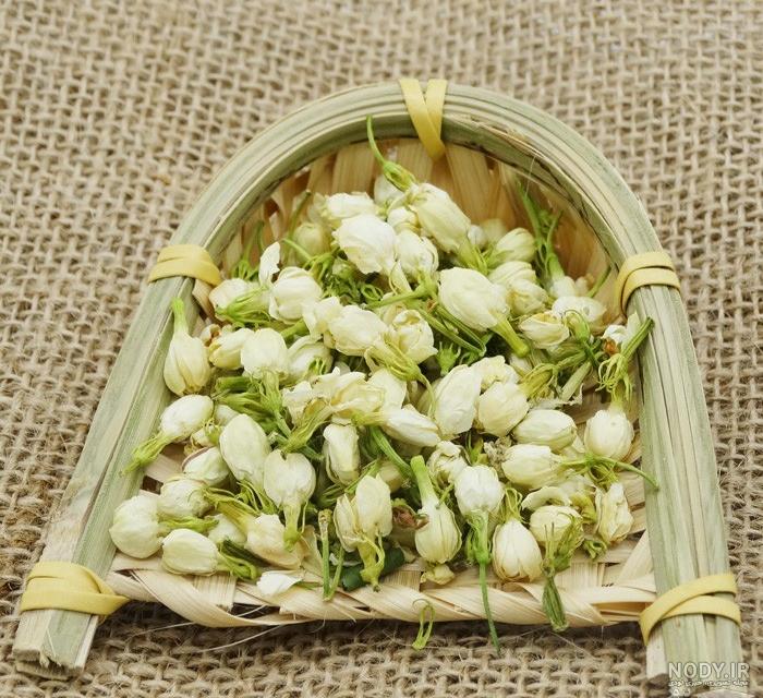 عکس گل یاس سفید عکس گل یاس سفید
