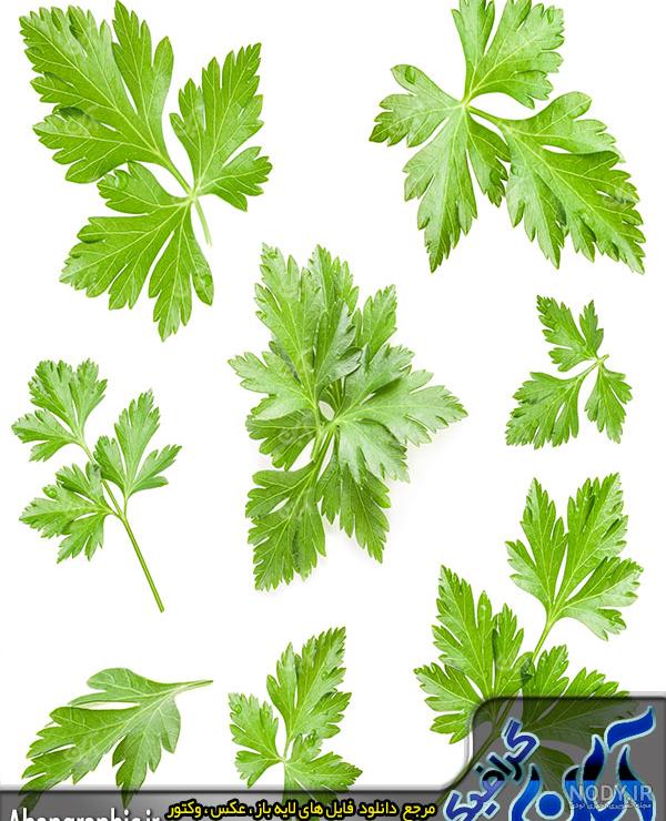 گشنیز پاسور