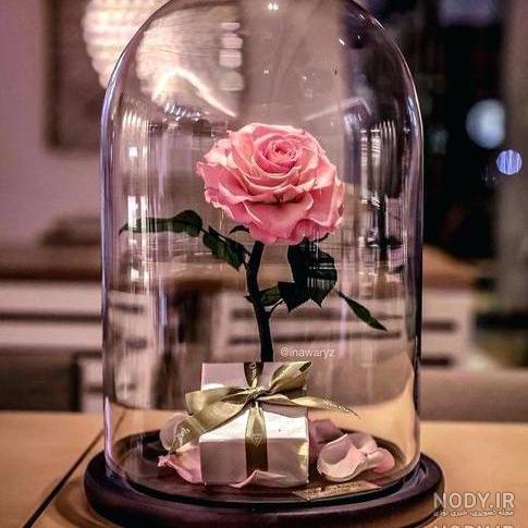 عکس زیباترین گل های جهان