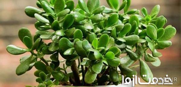 عکس کاکتوس غوره ای